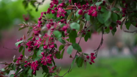 Purple-tree-flowers-blossoming-in-park-among-fresh-leafs.-Tranquil-floral-scene.