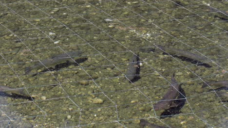 closeup of giant trouts slowly swimming in natural pool in fish farm