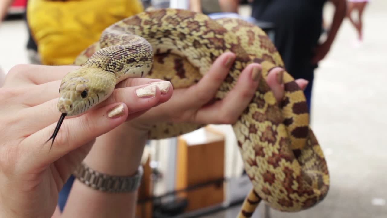 A snake being shown to children at a festival