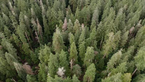 a patch of old-growth forest on vancouver island, british columbia