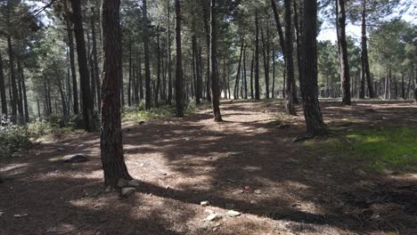 Aerial-Drone-Natural-Trees-1