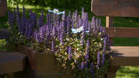 wide shot off ajuga reptans flowers in a wooden planter next to a wooden bench