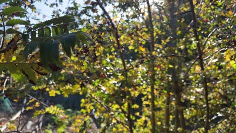 Ast-Mit-Blättern-In-Der-Sommersonne-Mit-Verschwommenem-Hintergrund-Und-Sonnenlicht,-Das-Durch-Das-Laub-Bricht