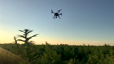210 matriz haciendo un sobrevuelo de este campo de cáñamo industrial