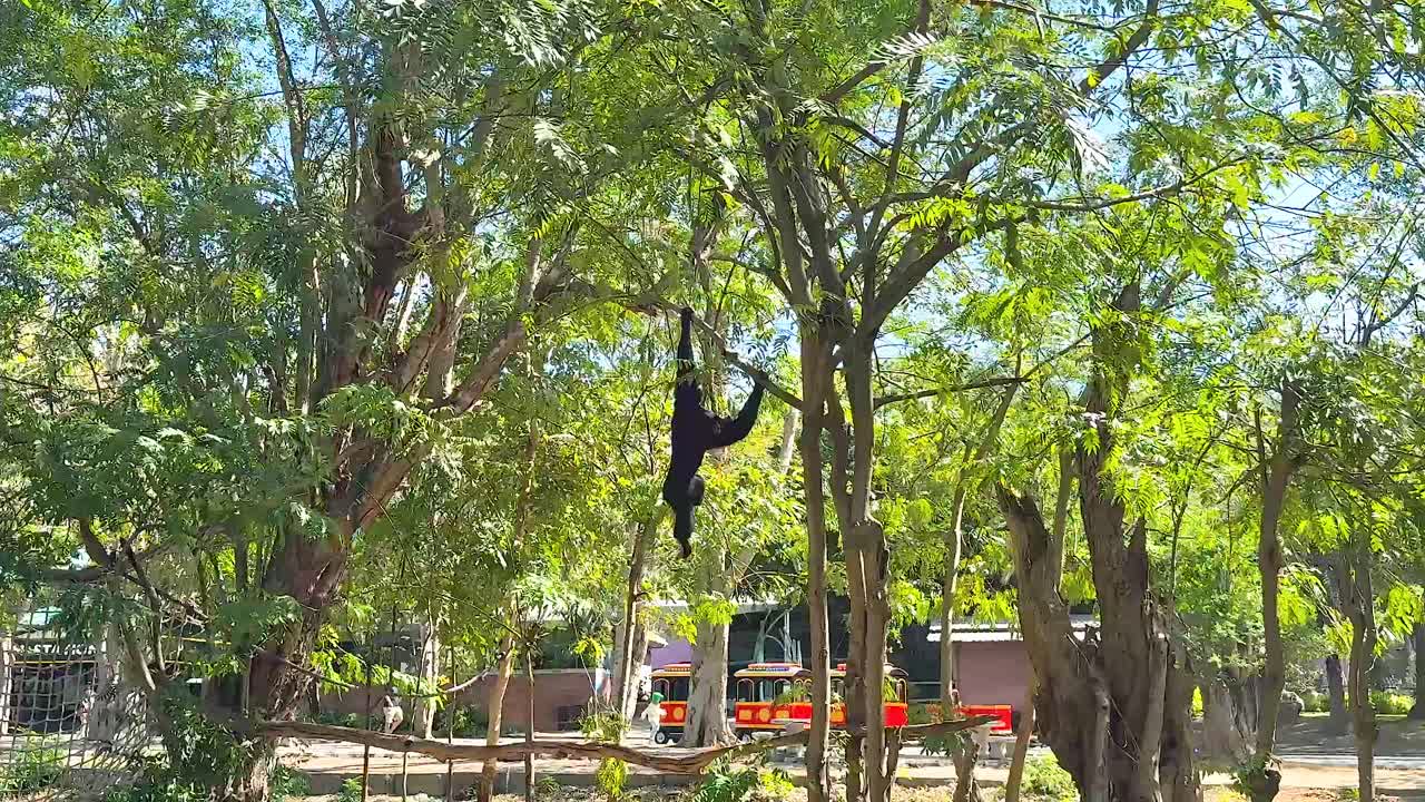 el gibón se balancea con gracia a través de los árboles exuberantes