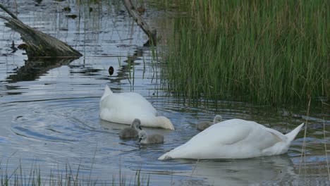 familia de cisnes mudos con cygnets nadando y buscando comida en primavera
