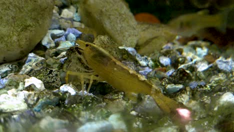 atyopsis moluccensis o camarones de bambú, limpiando el fondo de su acuario