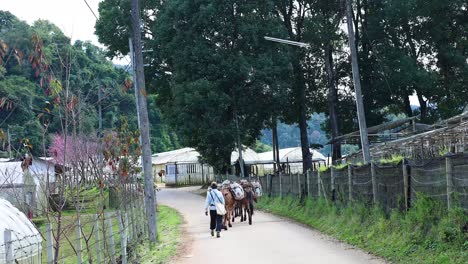 carriage pulled by horses along a scenic path