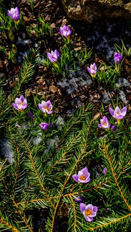 fast all day timelapse of blooming crocus flowers in early spring on a sunny day. vertical video of farden flowers awakening as the season changes.