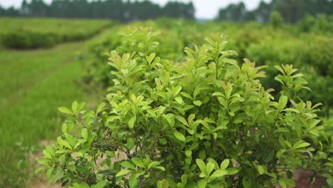 clos up view of the sprouting yerba mate tree leaves