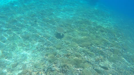 arrecife de coral, peces tropicales y tortugas marinas en un océano cálido