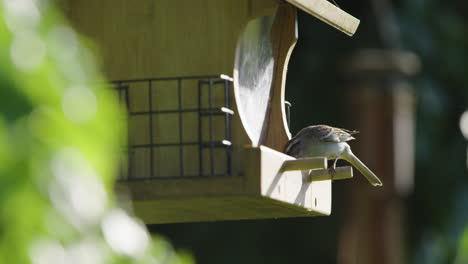 house sparrow eating from a bird feeder in sunlight