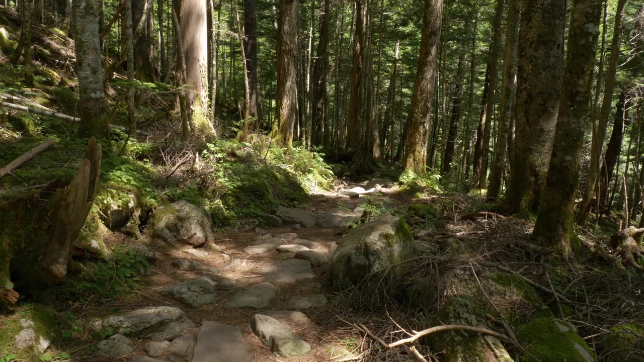 Sentiero escursionistico attraverso una fitta foresta a Kamikochi, Matsumoto, Giappone. - Campo lungo
