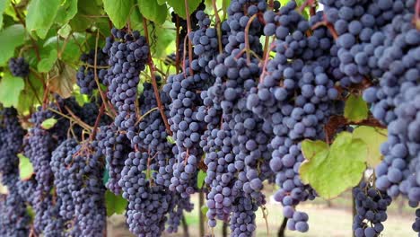racimos de uva tomcord madura en el viñedo en otoño