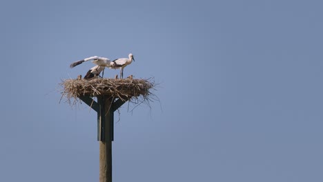 Storchennest-Mit-Küken-An-Einem-Klaren-Sommertag-–-Gefilmt-In-4k-Mit-100fps