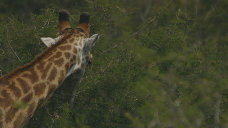 una jirafa comiendo las hojas del arbusto en el parque nacional kruger, sudáfrica