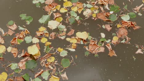 fallen leaves floating on water. netherlands. september