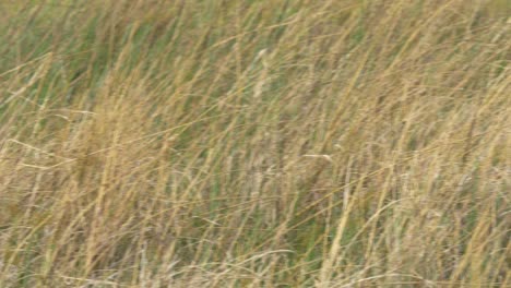 Pan-right-the-camera-from-a-lechwe-baby-to-a-Leopard-sitting-in-high-grass