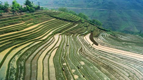 Reisterrassen,-Die-Wie-Scheiben-Auf-Die-Vietnamesischen-Hänge-Eines-Tals-Gemeißelt-Sind-Und-Die-Bergigen-Konturen-Mit-Farbenfrohen-Natürlichen-Mustern-Formen