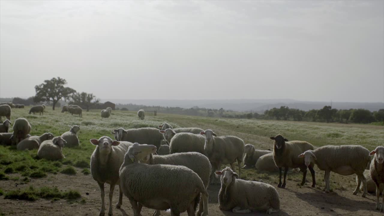 Pecore al pascolo in ambiente naturale.