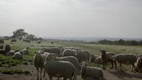 Grazing-Sheep-In-Natural-Environment