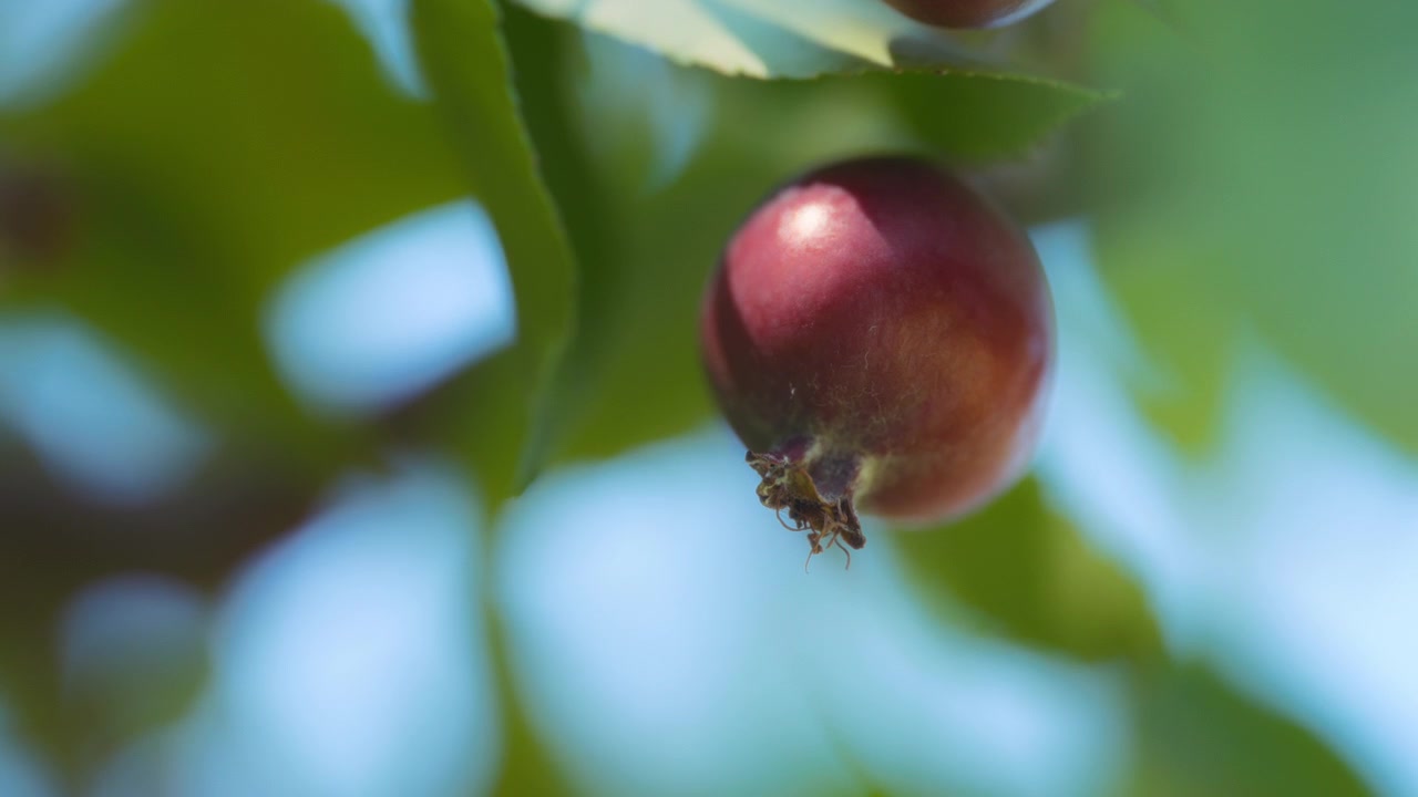 Primo piano di piccole mele selvatiche che crescono su un albero