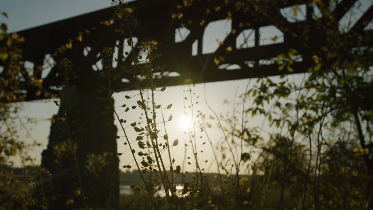 나무가 있는 켄터키 백라이트의 다리