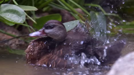 Gefleckte-Pfeifende-Ente,-Die-Sich-Badet-Und-Ihre-Feder-Putzt,-Während-Sie-In-Einem-Teich-Schwimmt---Nahaufnahme