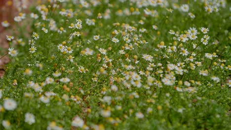 chamomile flowers on green meadow, close up
