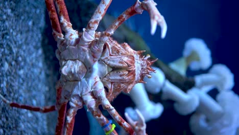 Vertikales-Video-Mit-Großer-Krabbe,-Die-In-Einem-Blauen-Aquarium-Voller-Korallen-Und-Farben-Auf-Die-Kamera-Blickt