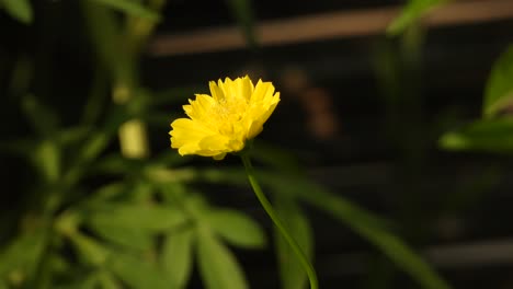 Yellow-flower---green-beautiful-