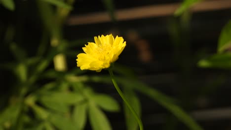 yellow flower - green beautiful