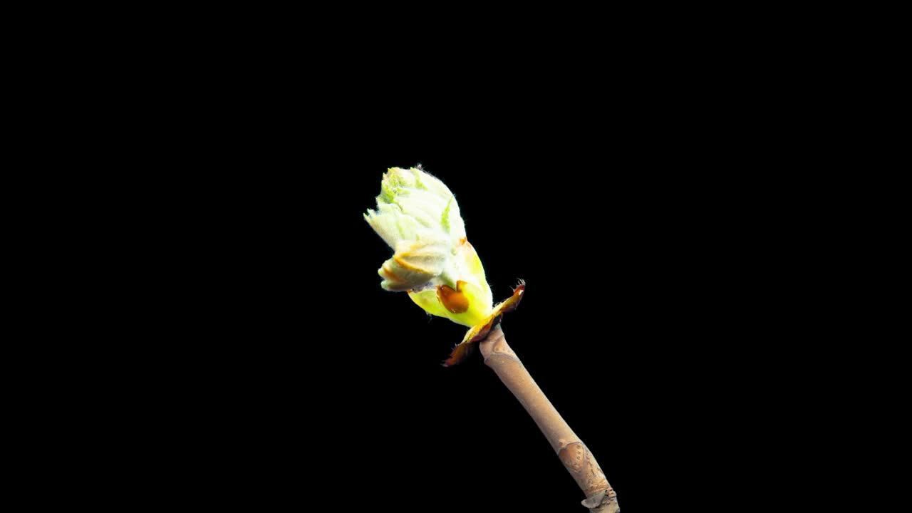 flor de castaño, lapso de tiempo con canal alfa