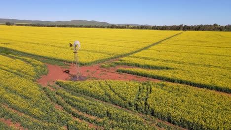 retirada aérea del molino de viento de acero que revela un interminable campo de flores de colza, australia