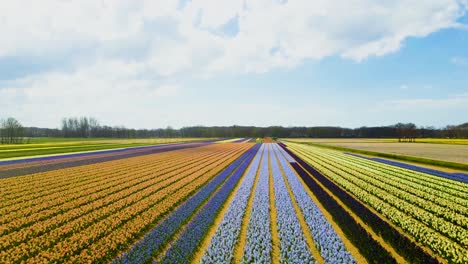 Bunte-Blumenfelder-In-Den-Niederlanden-An-Einem-Sonnigen-Tag-Mit-Blauem-Himmel-Und-Vereinzelten-Wolken