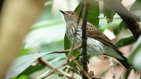 Close-up-shot-of-brown-female-violet-backed-starling-sitting-on-branch