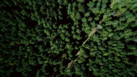 drone ascending and rotating over forest road. aerial 4k vertical zoom out background shot of quiet evergreen pattern