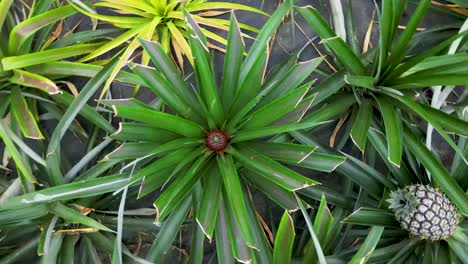 view of pineapple plants. lush green leaves. tropical paradise. ideal for nature, agriculture, and food, and drink visuals.