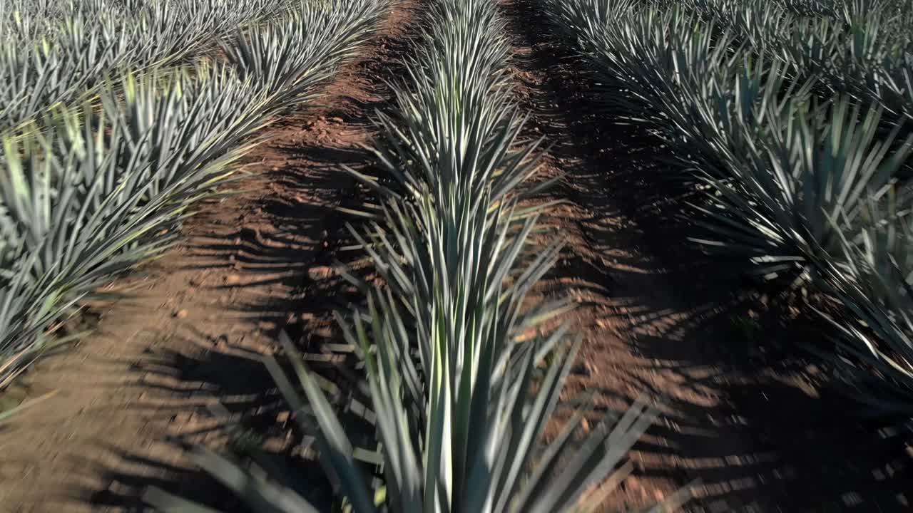 Scenic close backward shot over vast agave fields in Tequila, Jalisco, under natural light