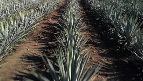 scenic close backward shot over vast agave fields in tequila, jalisco, under natural light