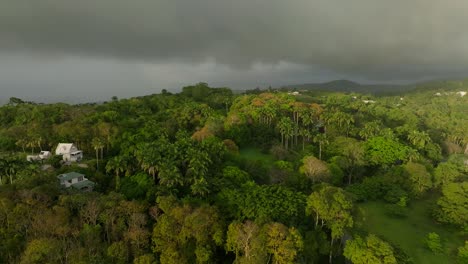 denso bosque tropical en saint james, barbados