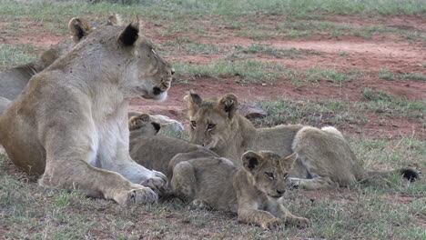 Lioness-and-Cubs-Lying-in-Grass-of-African-Savanna,-Close-Up