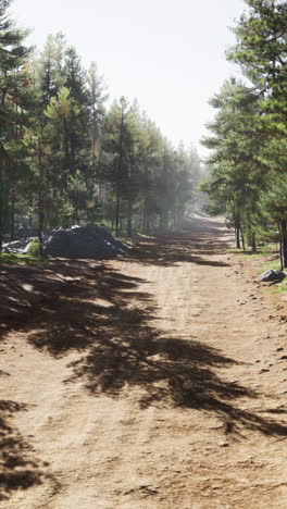 a dirt road through a forest