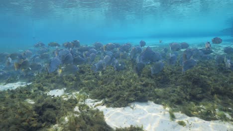 Escuela-De-Pargos-Grises-Nadando-En-Un-Manantial-Natural-De-Florida-En-Agua-Azul-Clara