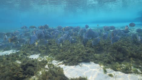 School of gray snappers swimming in natural Florida spring in clear blue water