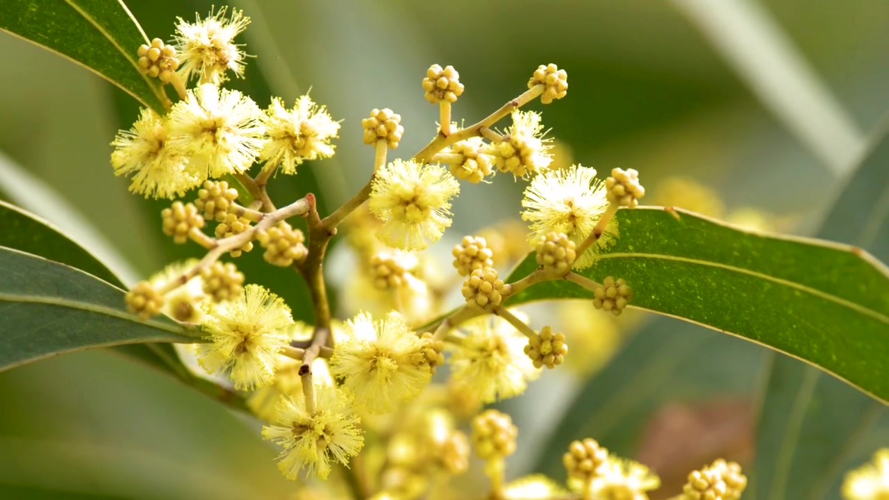 Close-up of yellow golden wattle blossoms swaying gently in natural sunlight in Moogem, Australia.