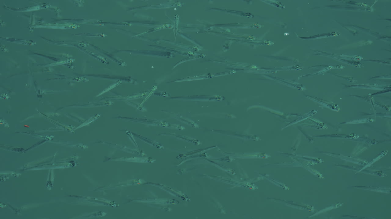A school of small fish swimming near the water surface o the Mediterranean sea