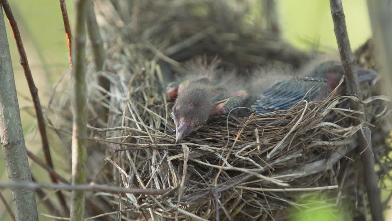 Giovani uccellini implumi che dormono nel nido.