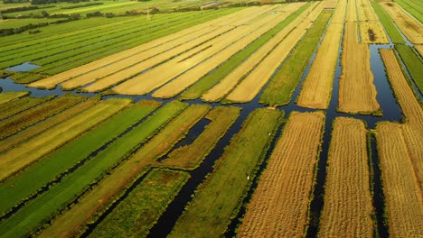 aerial view of dutch polders