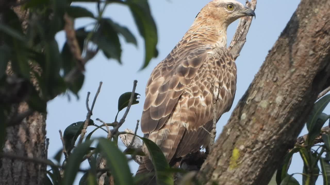 Eagle relaxing on tree waiting for hunt